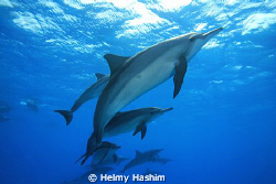 red sea, egypt by Helmy Hashim 